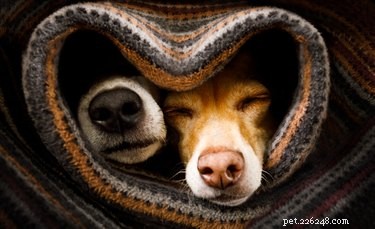 The Science Behind a Dog’s Wet Nose: What It Reveals About Their Health