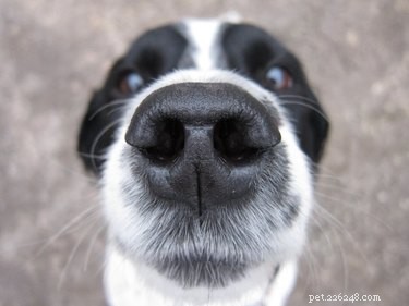 The Science Behind a Dog’s Wet Nose: What It Reveals About Their Health