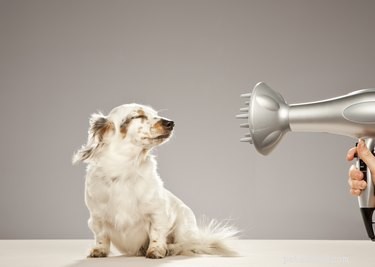 Blow-Drying Your Dog Safely: Expert Tips & Guidance
