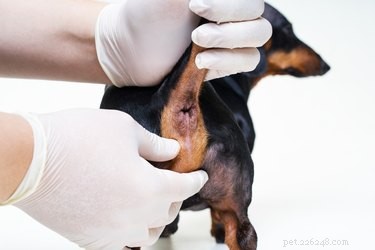 Understanding Your Dog s Odors: A Comprehensive Guide to Smells and Their Significance