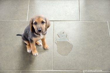 Understanding Your Dog s Odors: A Comprehensive Guide to Smells and Their Significance
