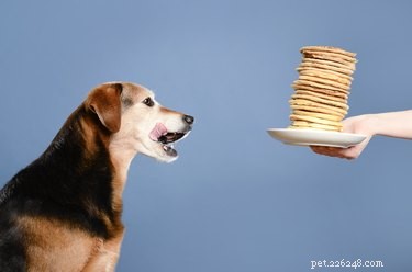 Understanding Your Dog s Odors: A Comprehensive Guide to Smells and Their Significance