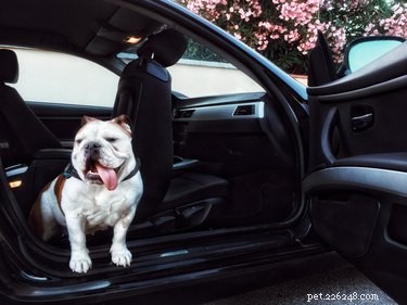 Do Dogs Get Carsick? Spot Symptoms and Ease Their Discomfort