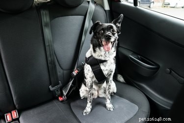 Do Dogs Get Carsick? Spot Symptoms and Ease Their Discomfort