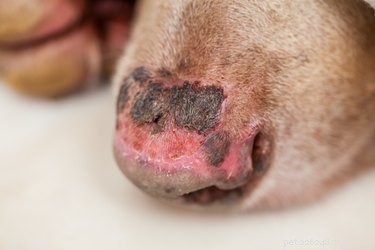 Why Has My Dog’s Nose Changed Color? Understanding Causes & When to Worry