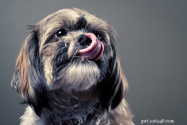 Are Cheez-Its Safe for Dogs? A Health Guide