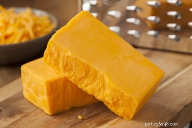 Are Cheez-Its Safe for Dogs? A Health Guide