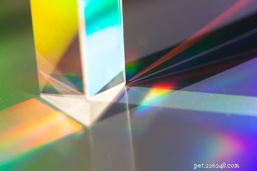 Do Cats and Dogs Detect Ultraviolet Light? Exploring Their Vision Capabilities