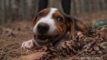 Do Cats and Dogs Detect Ultraviolet Light? Exploring Their Vision Capabilities