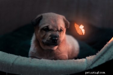 Do Cats and Dogs Detect Ultraviolet Light? Exploring Their Vision Capabilities