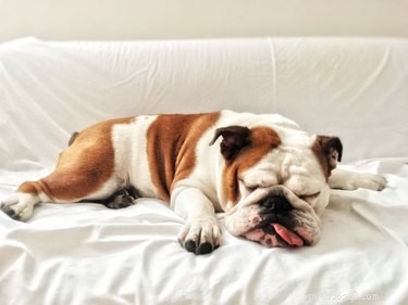 Is Your Dog Suffering From Sleep Apnea? Signs, Causes, and Treatments