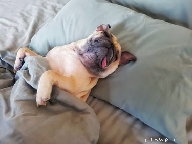 Is Your Dog Suffering From Sleep Apnea? Signs, Causes, and Treatments