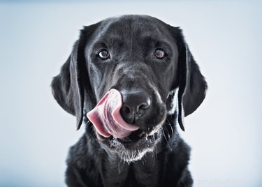Is Nutritional Yeast Safe for Dogs?