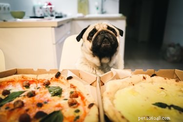 Is It Safe for Dogs to Eat Pizza? Health Tips & Guidelines