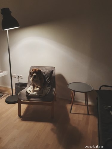 How Modern Technology Impacts Your Dog’s Health and Well‑Being