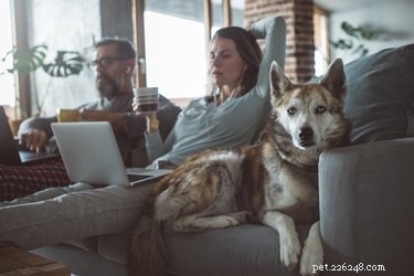 How Modern Technology Impacts Your Dog’s Health and Well‑Being