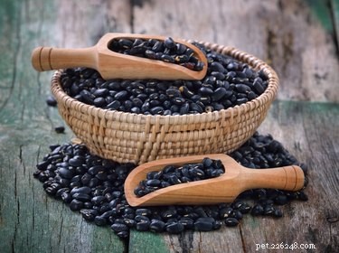 Can Dogs Safely Eat Black Beans? A Vet s Guide