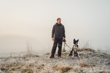 Can Dogs Contract Poison Ivy? Protect Your Pet from Rash and Blister
