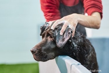 Can Dogs Contract Poison Ivy? Protect Your Pet from Rash and Blister