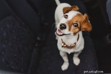 How to Safely Transport Your Dog in a Car: A Practical Guide