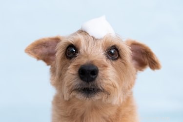 Is Dry Shampoo Safe and Effective for Your Dog’s Coat?