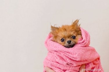 Is Dry Shampoo Safe and Effective for Your Dog’s Coat?