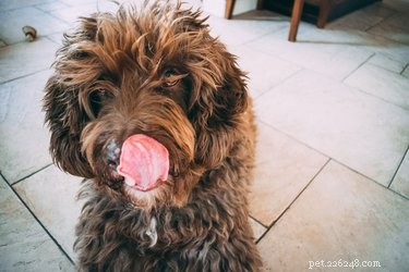 Are Chickpeas Safe for Dogs? A Guide to Feeding Your Pet Legumes