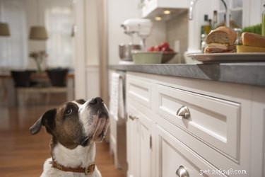Is Tempeh Safe for Dogs? A Trusted Guide to Feeding Your Pet