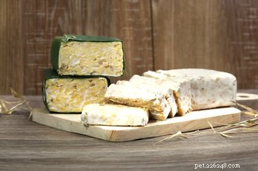 Is Tempeh Safe for Dogs? A Trusted Guide to Feeding Your Pet