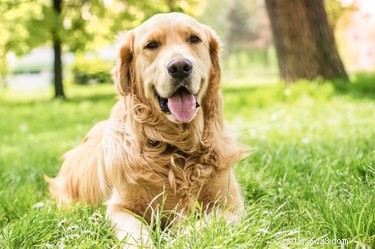 Why Sunlight Is Essential for Your Dog: Benefits, Safety, and Tips
