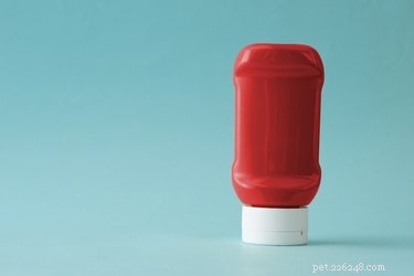 Is Ketchup Safe for Dogs? What You Need to Know