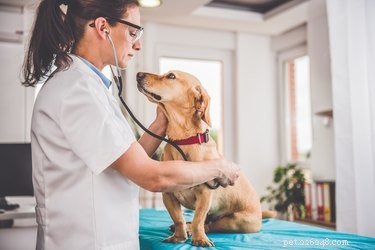Understanding Your Dog’s Bad Breath: Causes, Symptoms, and Solutions