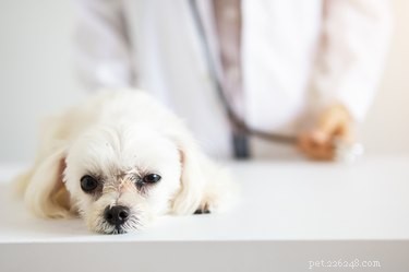 Immediate Steps to Take if Your Dog Ingests Hand Sanitizer