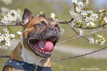 Do Dogs Experience Seasonal Allergies? Expert Guide