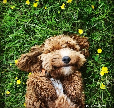 Do Dogs Experience Seasonal Allergies? Expert Guide