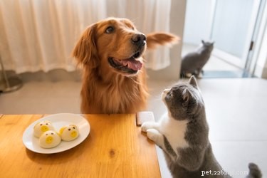 Is Soy Sauce Safe for Dogs? Expert Guidance