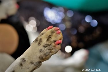 11 Essential Facts About Dog Claws: Health, Care, and Behavior