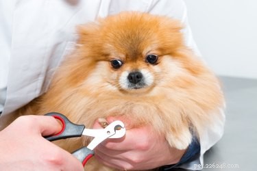 11 Essential Facts About Dog Claws: Health, Care, and Behavior