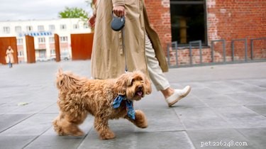 11 Essential Facts About Dog Claws: Health, Care, and Behavior