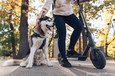 6 Essential Social Distancing Tips for Safe Dog Walks