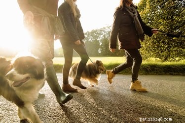 6 Essential Social Distancing Tips for Safe Dog Walks