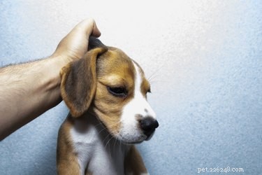 Understanding Your Dog’s Loose Neck Skin: Causes, Benefits, and Care Tips