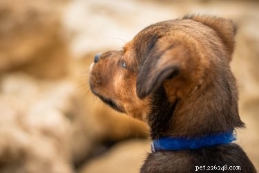 Understanding Your Dog’s Loose Neck Skin: Causes, Benefits, and Care Tips