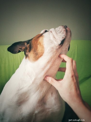 Understanding Your Dog’s Loose Neck Skin: Causes, Benefits, and Care Tips