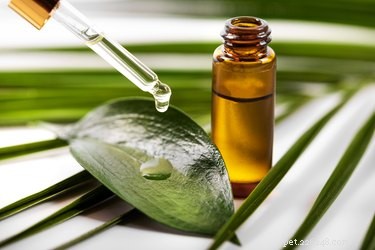 Tea Tree Oil and Pets: Understanding the Risks for Cats and Dogs