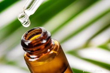 Tea Tree Oil and Pets: Understanding the Risks for Cats and Dogs
