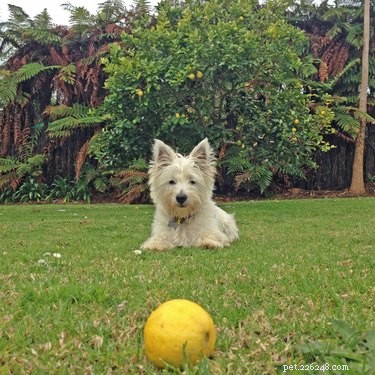 Are Lemons Safe for Dogs? A Comprehensive Guide