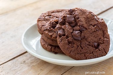 Why Dogs Should Never Eat Chocolate: The Science Behind the Poison