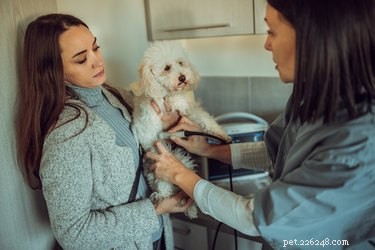 Do Dogs Need Glasses? Spotting Vision Issues in Your Pet