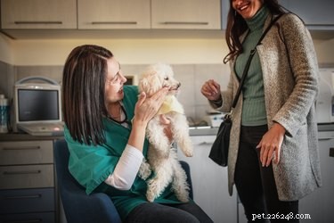 Do Dogs Need Glasses? Spotting Vision Issues in Your Pet